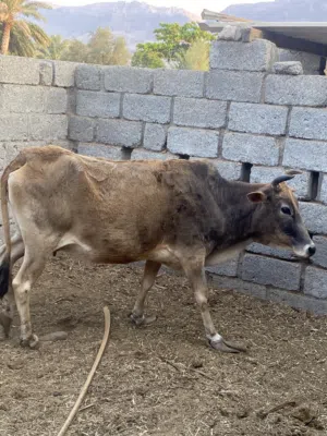 للبيع بقره