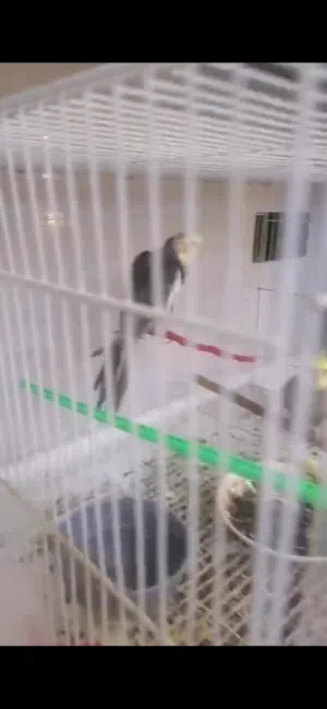 كوكتيل مع القفص بيع مستعجل