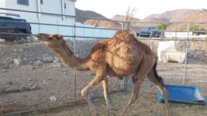 بكره اصيله