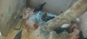دجاج بلدي كله بياض