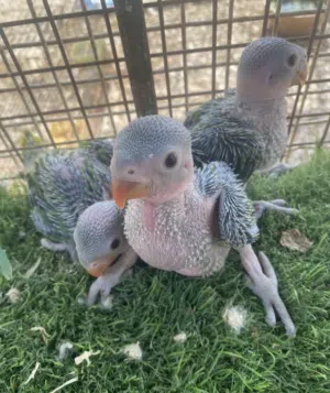 � للبيع: ببغاء الدرة الهندي (فراخ صغيرة)