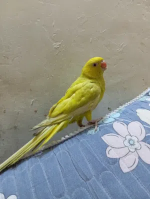 ببغاء دره اصفر ليموني زغير للبيع السعر 160الف