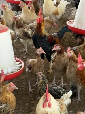 Live Farm Chicken  دجاج حي من المزرعة – Free Range – Dubai