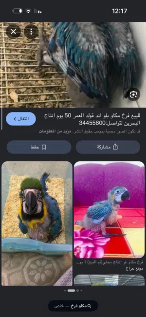 مطلوب مكاو فرخ اقل من 320 دينار كويتي الرقم واتساب سته سته سبعه ثمانيه خمسه خمسه خمسه اثنين