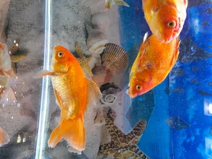 Fish0