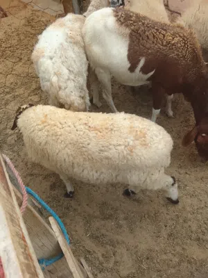 السلام عليكم