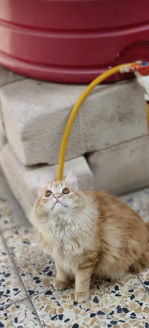 قط شيرازي للتبني