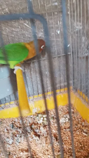 طيره فيشر للبيع اوالبدل