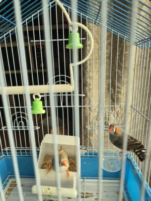 Healthy, Bonded Pair of Zebra Finches (Collection Only)