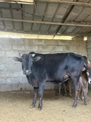 ثيران عمانيات مطعومات