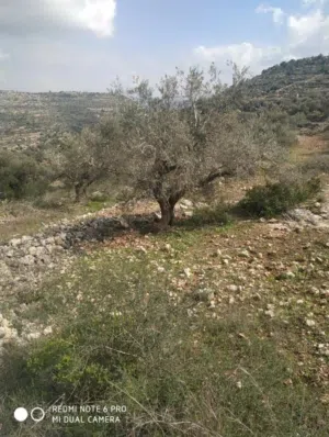 دير غسانه بن زايد