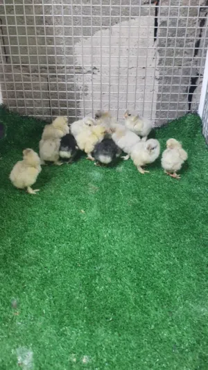 فروخ الكوشن العملاق