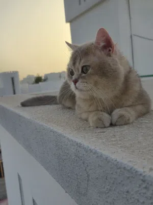 للبيع لدواعى السفر ذكر سكوتش فولد جولد