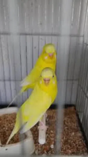 محتاج زوج طيور حب لون اصفر
