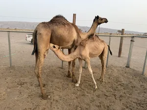 ‏جمال‏3