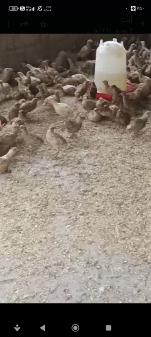 للبيع سمان 4حبات