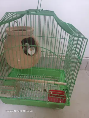 frinch birds baby's
