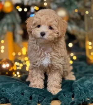 جراء مالتيبو Maltipoo مستوى عالي اصغر حجم