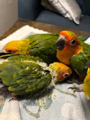 Sun conure pure breed  adorable Sun conure chicks