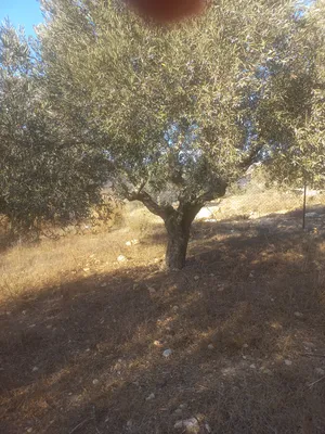 Residential . 660 m2 . Agent0