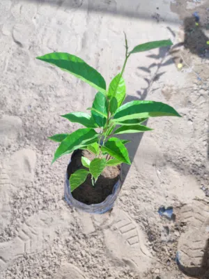 شتلات باشن وتين