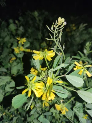 نبتة حندقوق