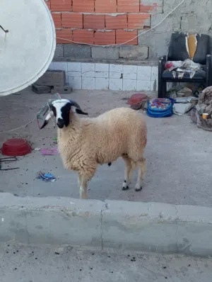 كبش للبيع 9اشهر