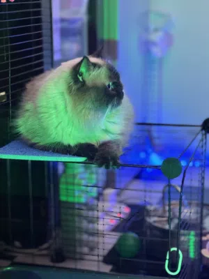 Persian and Himalayan male cat