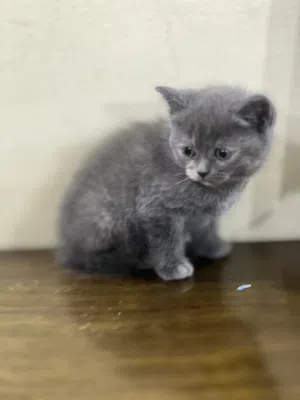 British kitten 1.5 months