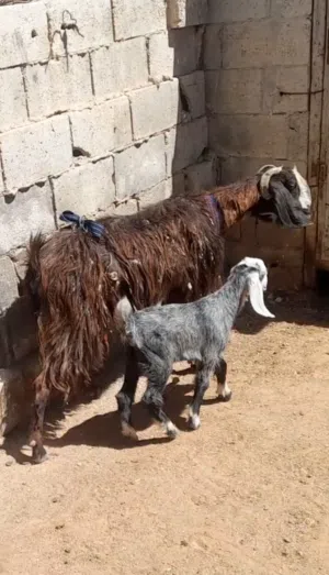 عنز سن جمع معها صخله عمر شهرين للبيع الموقع سحاب