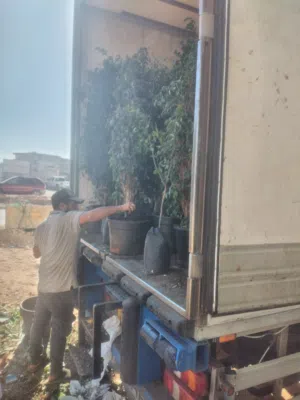 مشتل افريقياء  جميع النباتات وزهور