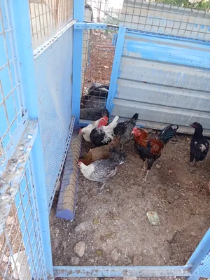 ‏دجاج‏4