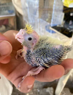 متوفر فروخ كوكتيل لمحبين الغر