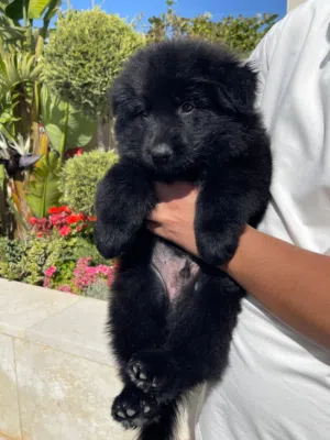 Males and females German shepherd puppies