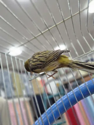 عصفور كناري حاجه الله يبارك