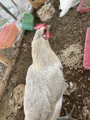 دجاجه وديج للبيع