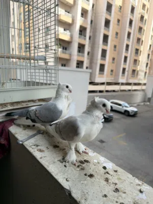 Santeen breeding pair