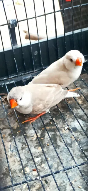 زوز انثاي غلاظ زييرا