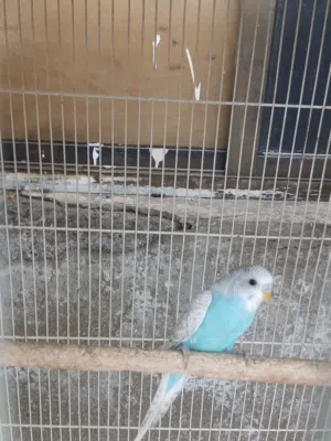 birds for sale