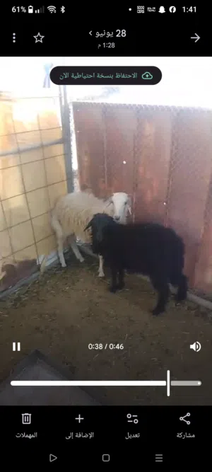 جعد عمانيات للبيع