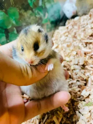 هامستر سوري