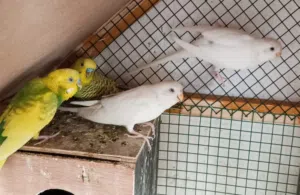 زوجين بادجي انتاج محلي
