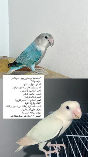 2 طيور روز للبيع مع كامل أغراضها)