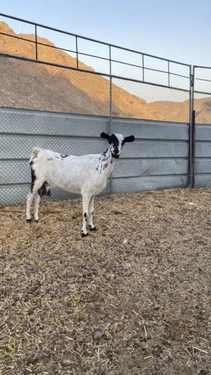 شاه للبيع .......