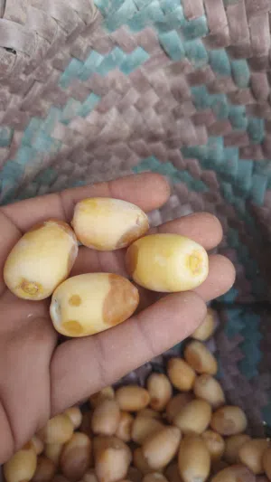 khalas and kaneg and makrani