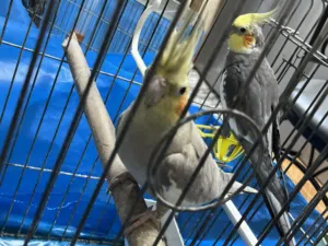 متوفر جوز كوكتيل و ثلث حبات حبة منهم ايزابيل للبيع