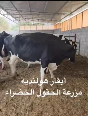 عجال ظفاريات وصوماليات وابقار هولاندية