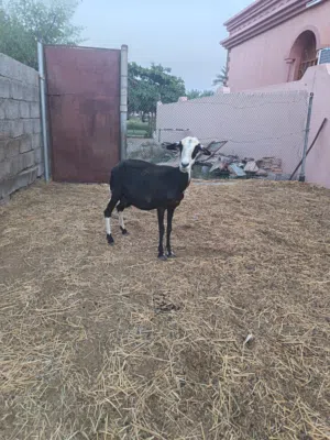 جاعده تهجين يمني نجدي والده 3 مرات والعالم الله الحين عشار الكبش معها صاحيه أسنان وضروع