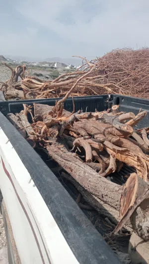 حطب سمر جاهز