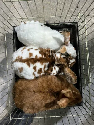 متاح ارانب مميزة أصول مستورده